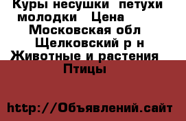 Куры-несушки, петухи, молодки › Цена ­ 350 - Московская обл., Щелковский р-н Животные и растения » Птицы   